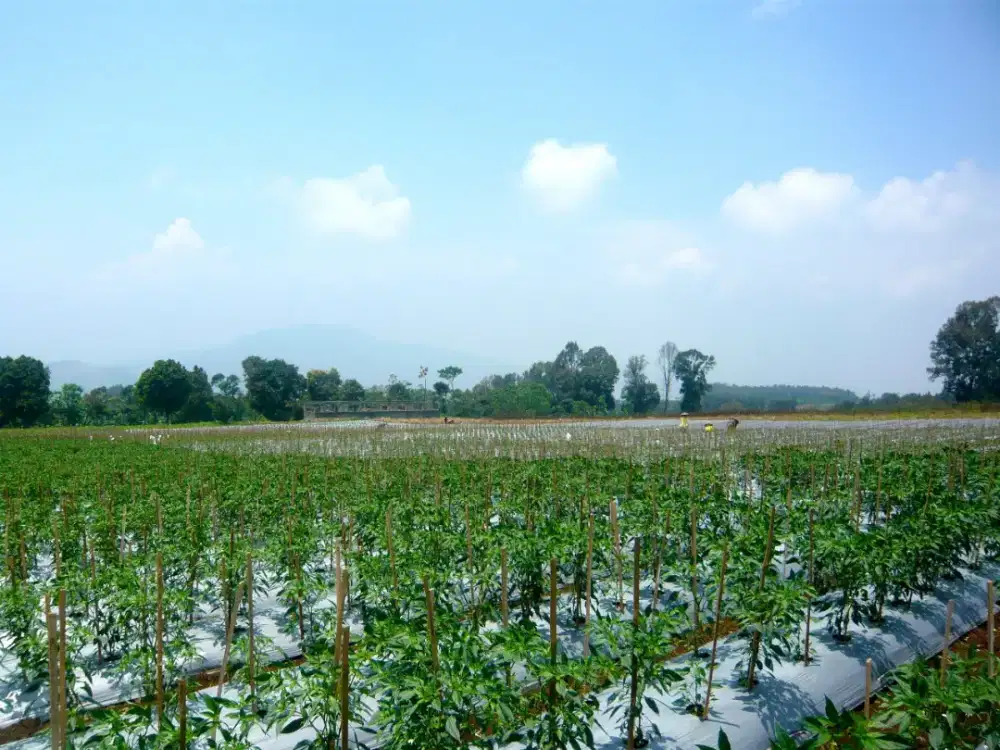 Dijual Tanah Strategis dan Sejuk