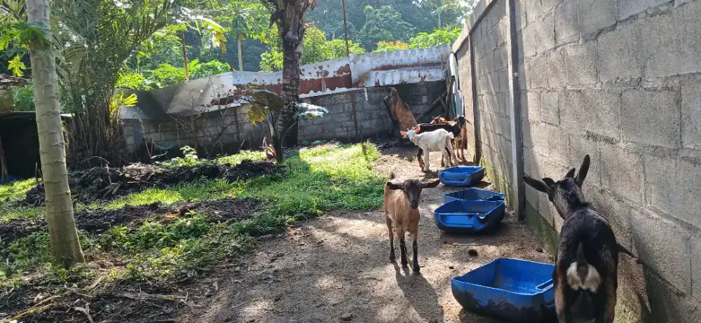 3 kambing kacang ori