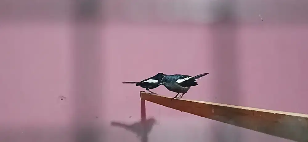 Burung kacer sepasang