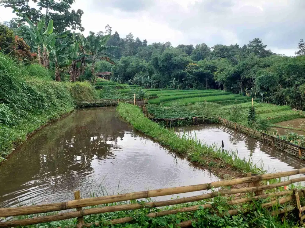 Tanah sm kolam patambon cimanggung