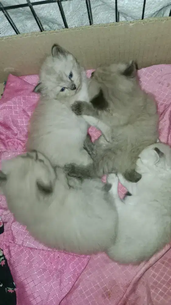 Kitten persia X himalaya