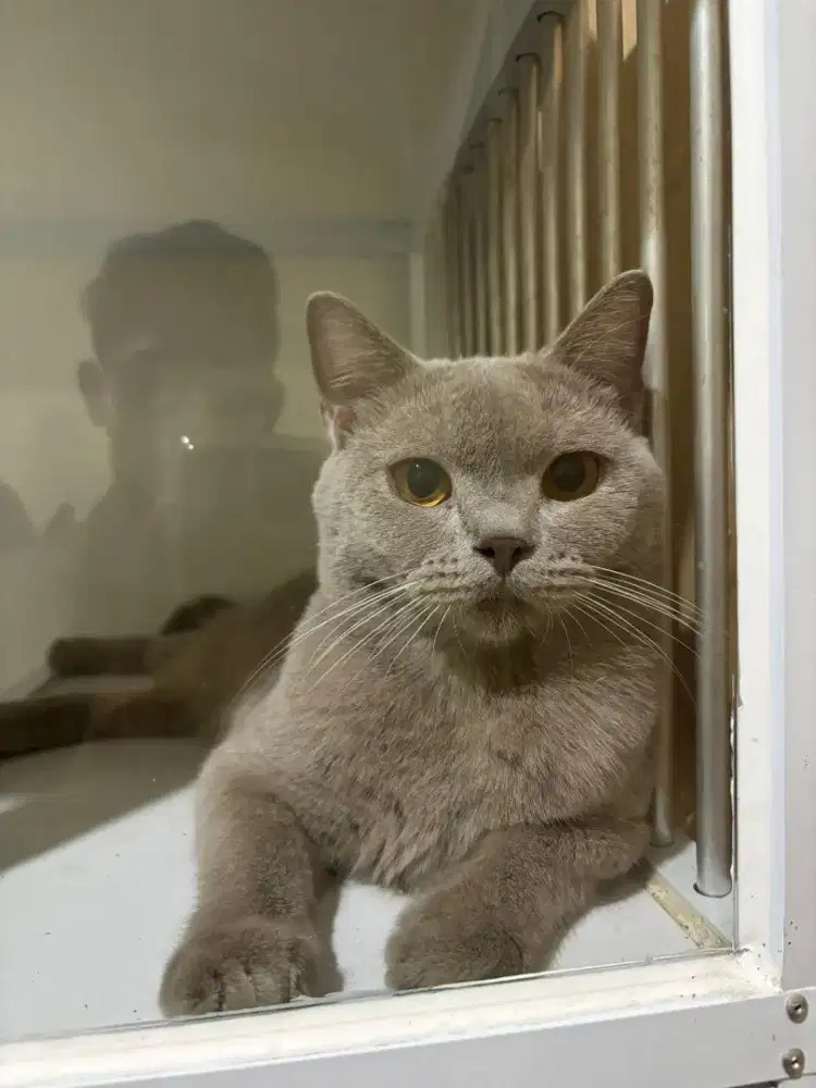 Kucing British shorthair BSH