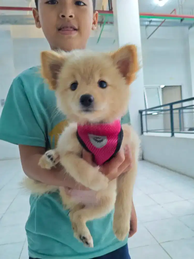 Anak anjing pom