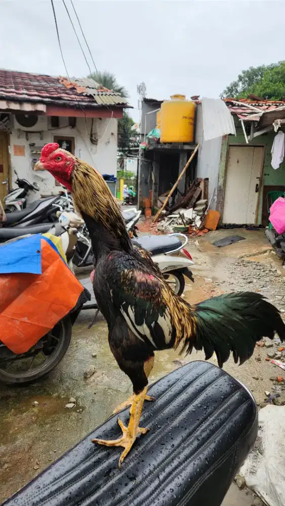 AYAM BANGKOK MANGON PUKUL BERAT