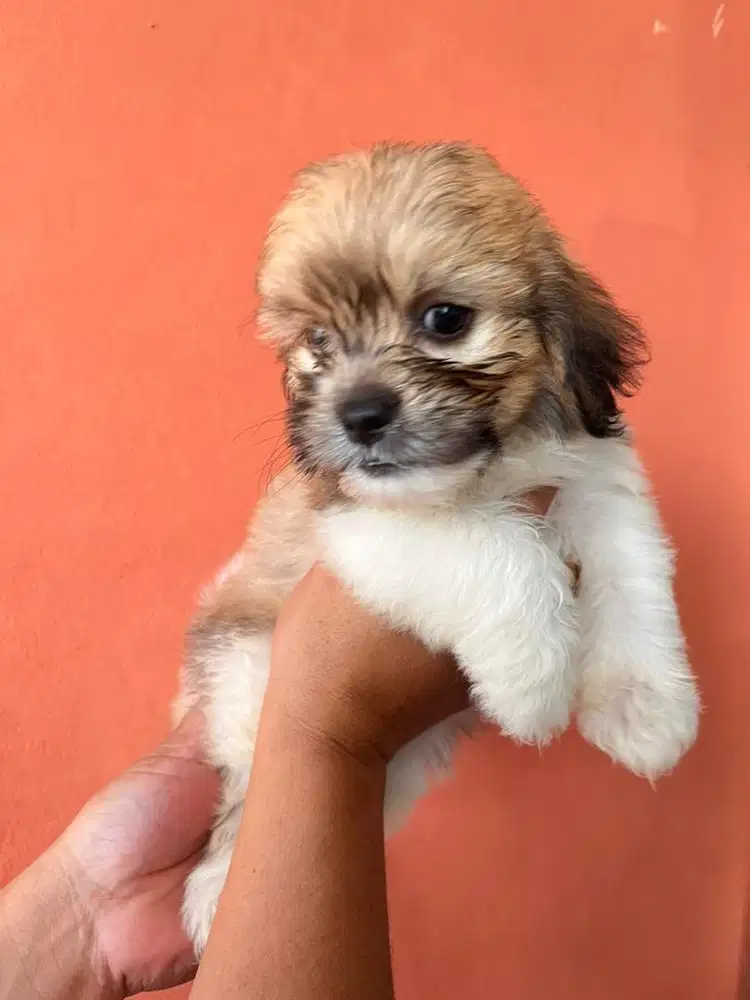 Pupies Poddle mix Shih Tzu