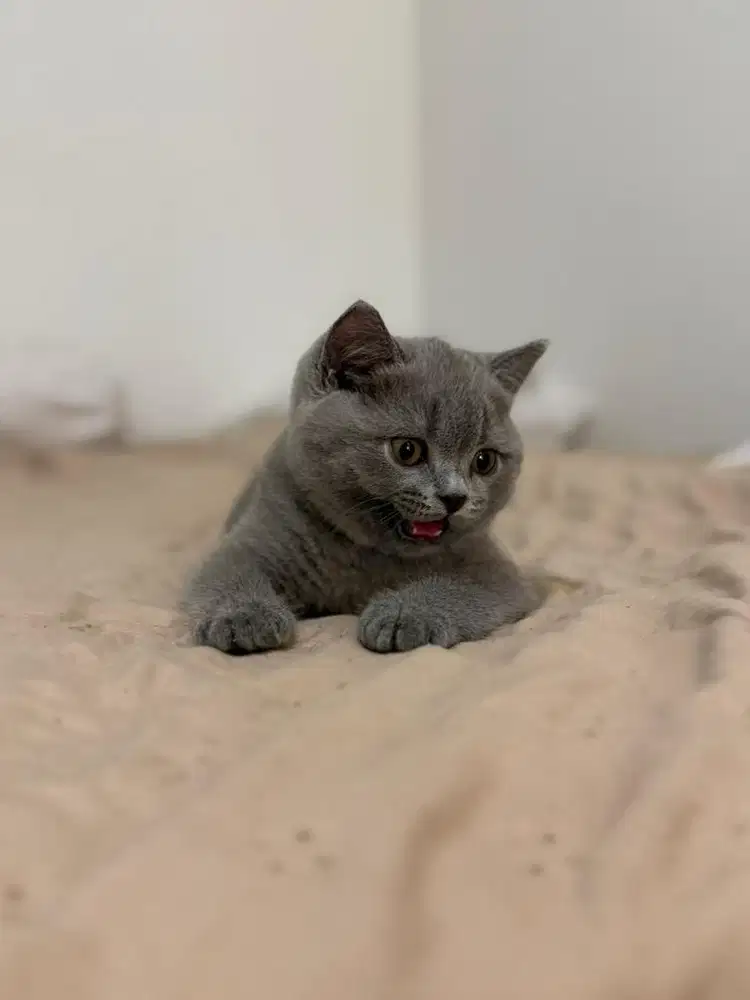 British Short Hair (BSH)