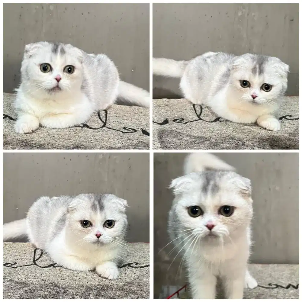 Kucing scottish fold
