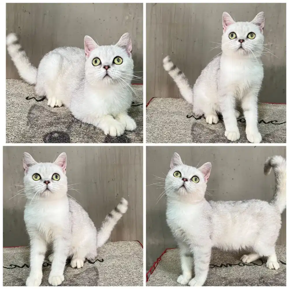 Kucing bsh silver
