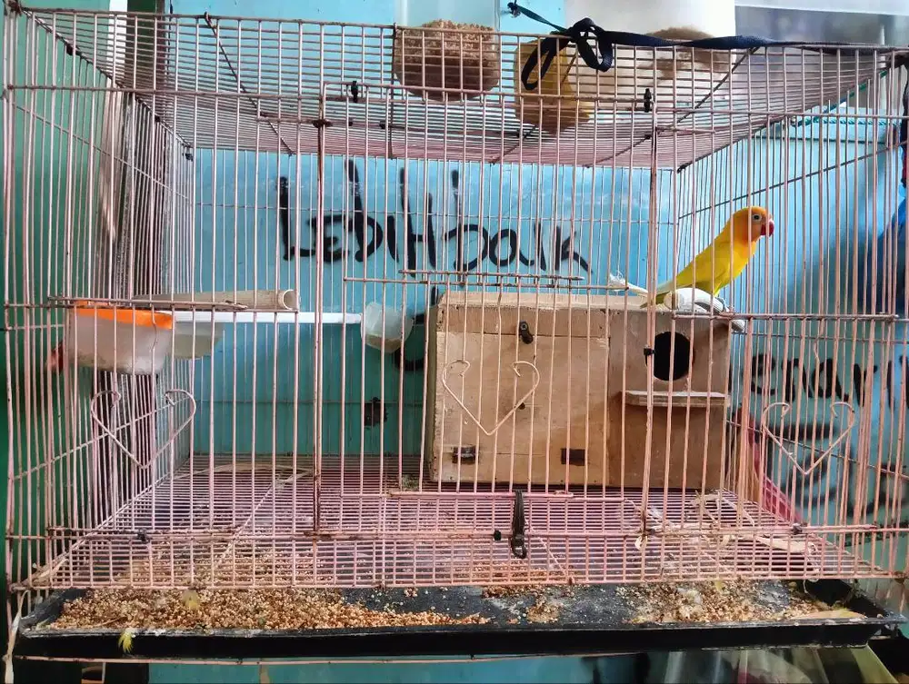 Lovebird jantan, umur skitar 2th, Glodok, kandang cock angkut, sunggal