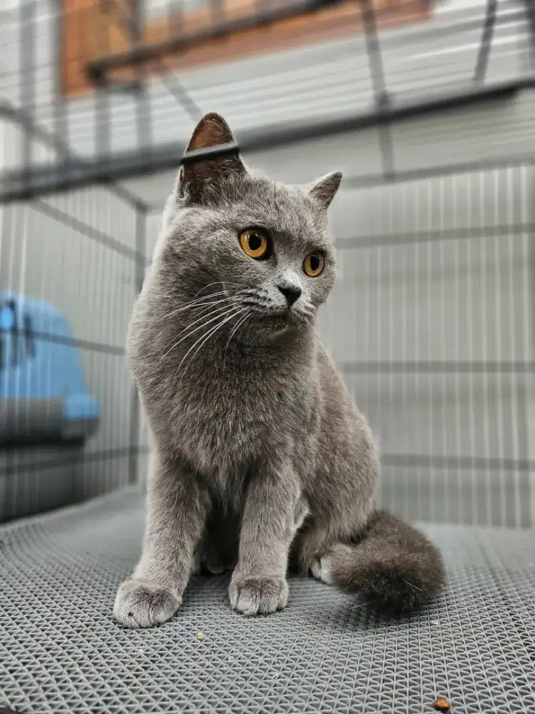 British Shorthair