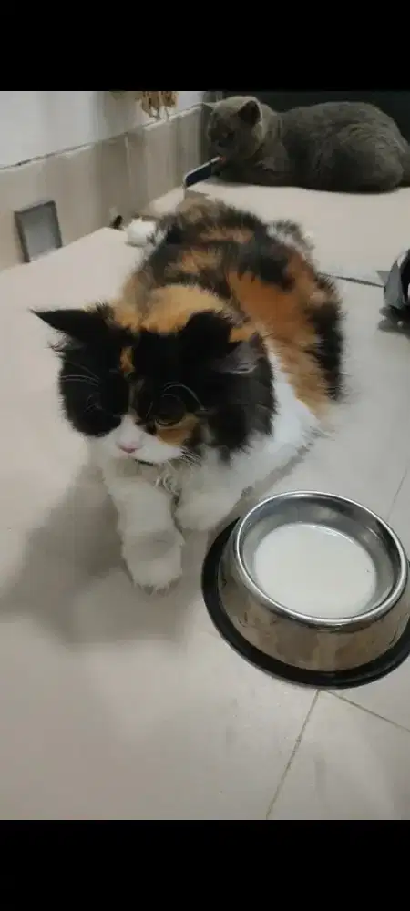 Kucing persia big bone calico hamil