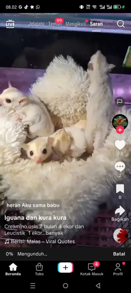 Sugar glider bermacam jenis