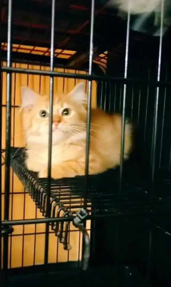 Si kucing oyen manis si oyen bar bar betina manjalitahbusia 3bulann