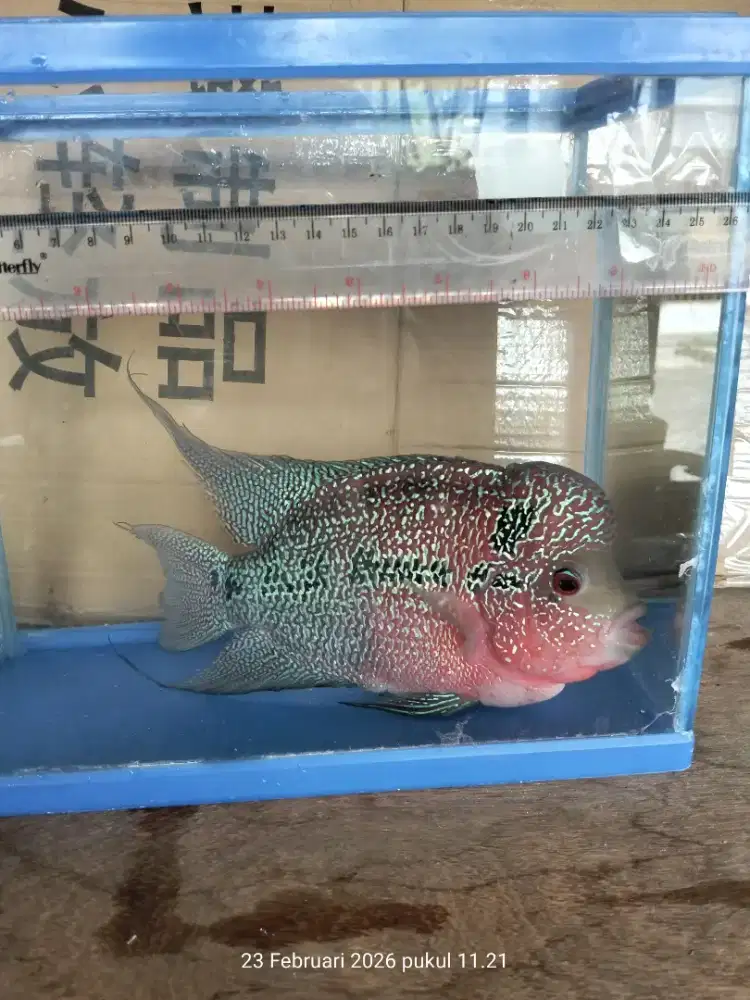 Ikan Louhan Cencu 23 cm