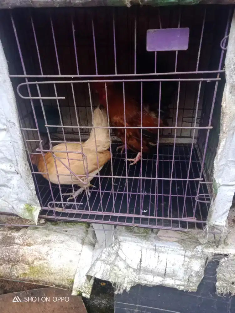 Dijual ayam kate