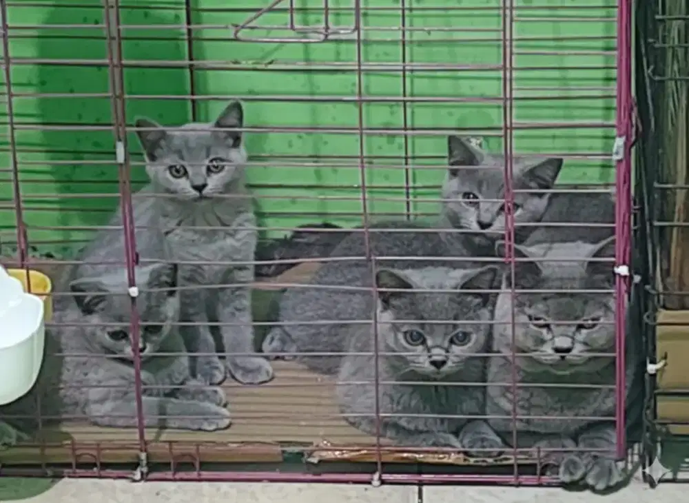 Bsh British Shorthair