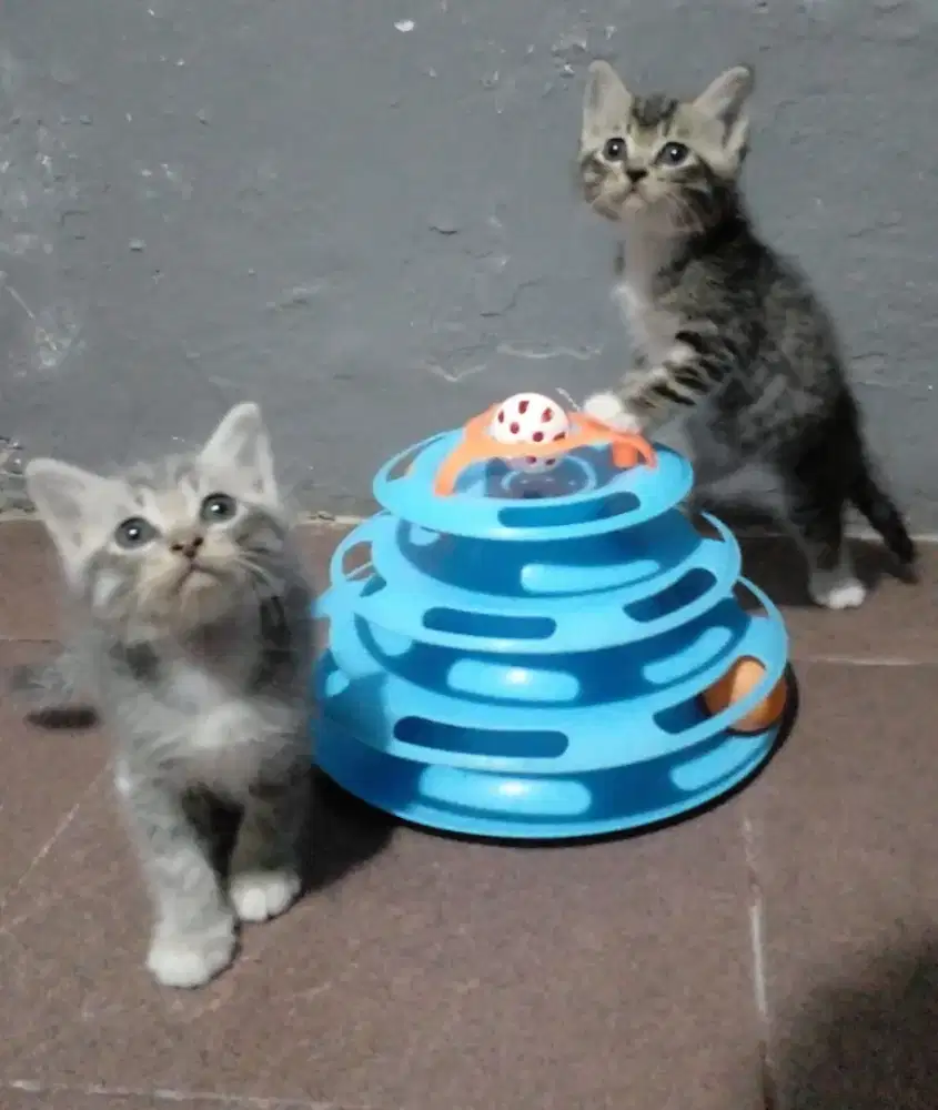 Kitten sepasang ganti Pakan