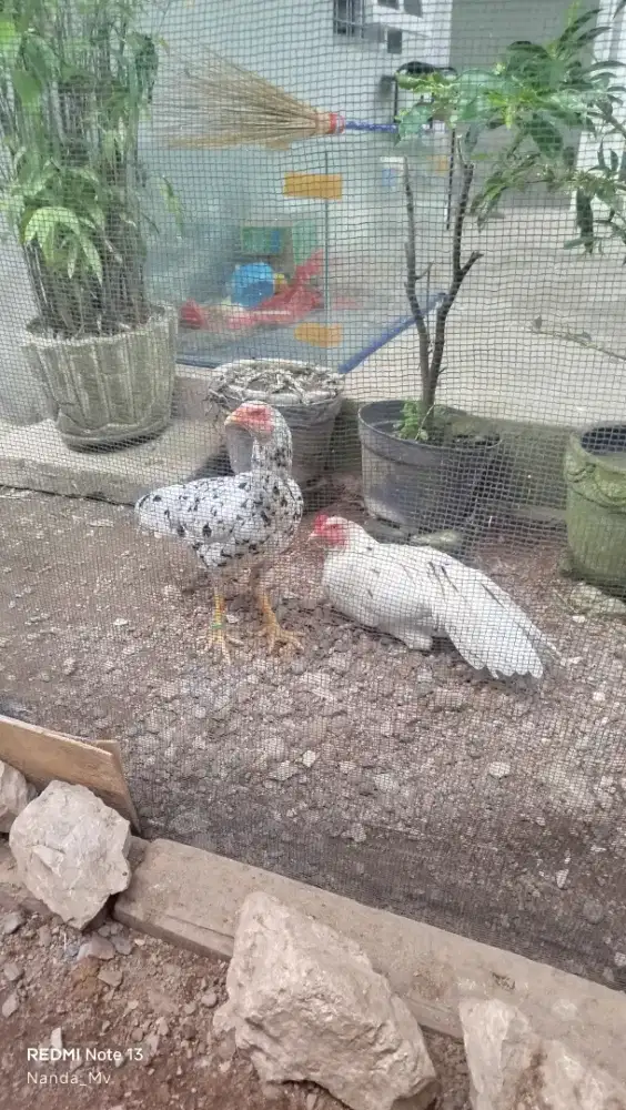 Ayam Ekor Lidi ( Peranakan)