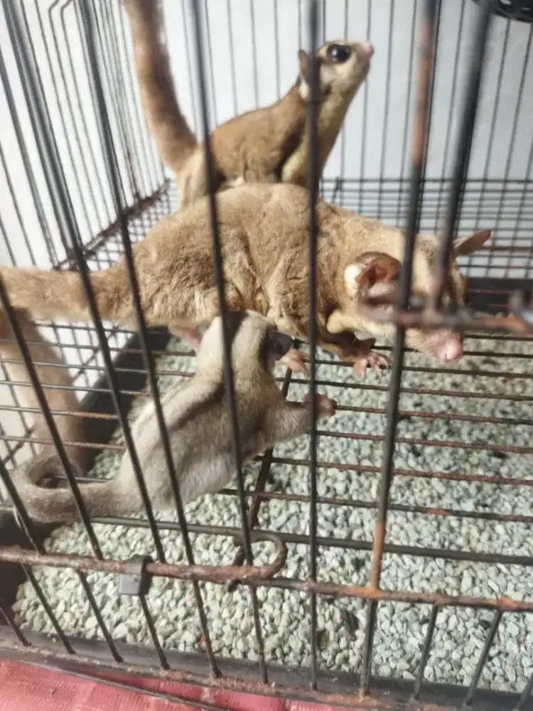 sugar glider classic gray