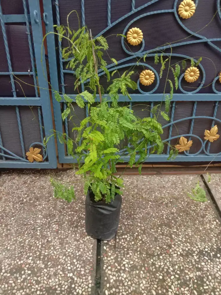 Tanaman Herbal Daun Saga