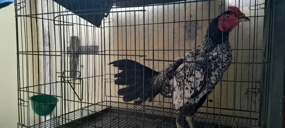 Kandang XXL UKURAN 90