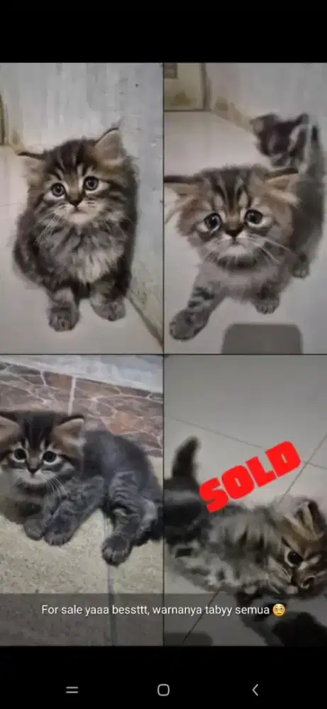 Lepas Adopt Kitten Persia