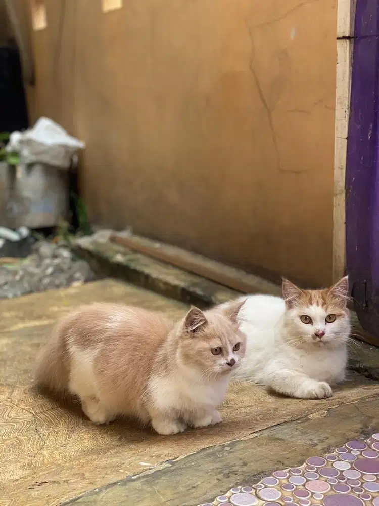 Kucing munchkin jangan
