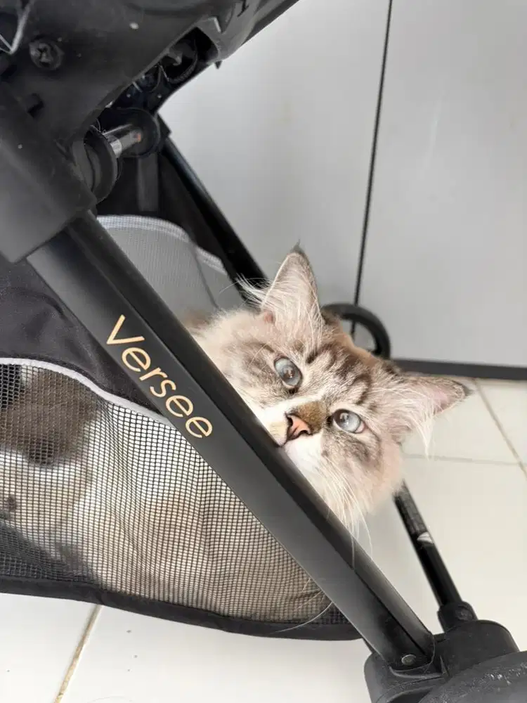 Dijual kucing ragdoll jantan sehat, gemuk