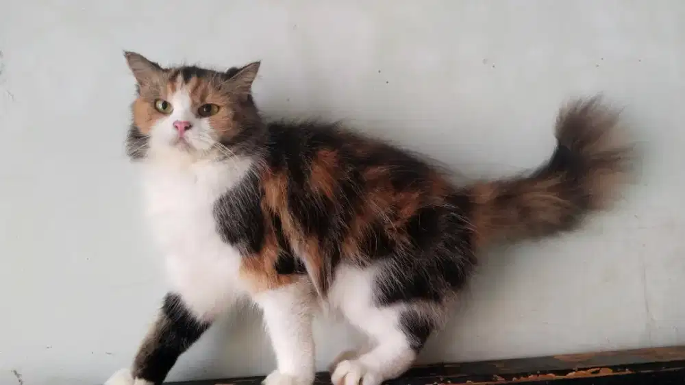 DIJUAL/LEPAS ADOPSI KUCING PERSIA BETINA CALICO