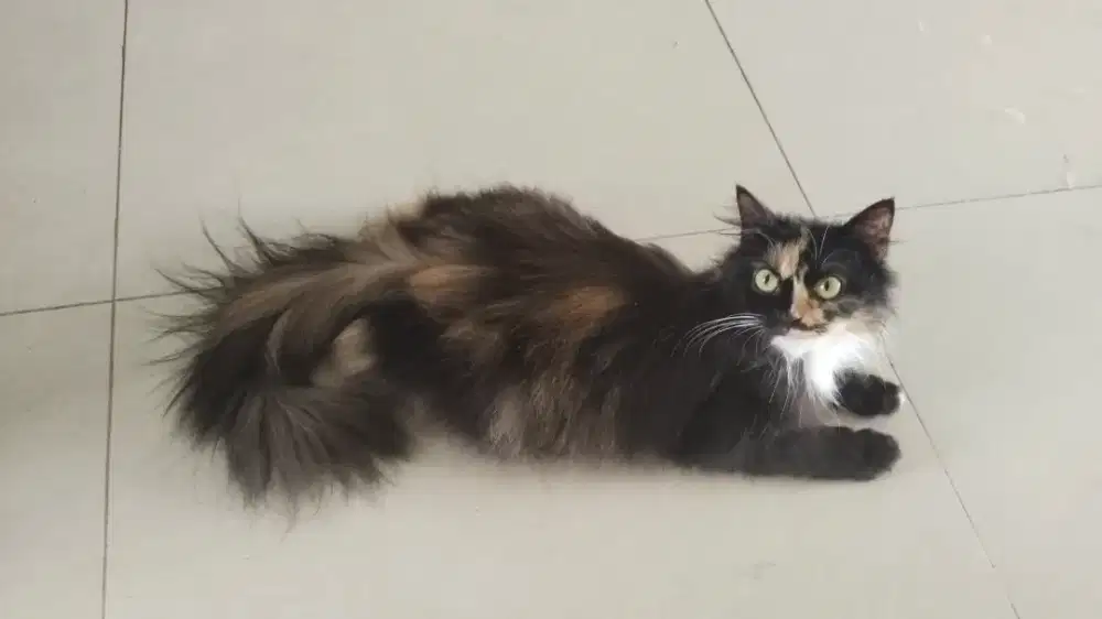 DIJUAL/LEPAS ADOPSI KUCING PERSIA