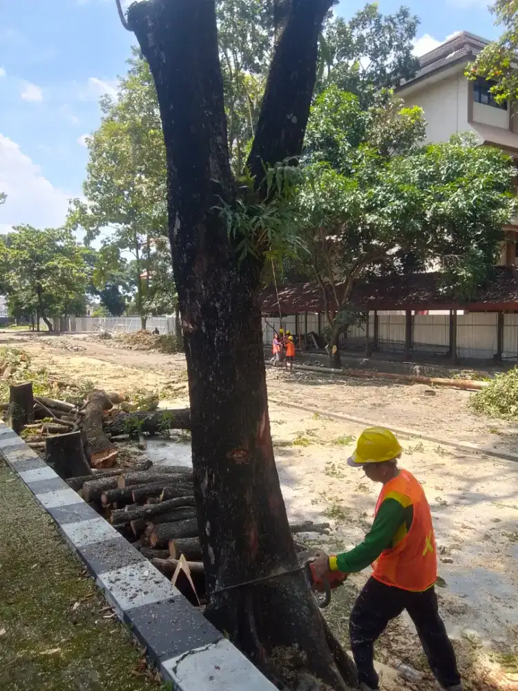 Tebang pohon dan pangkas pohon