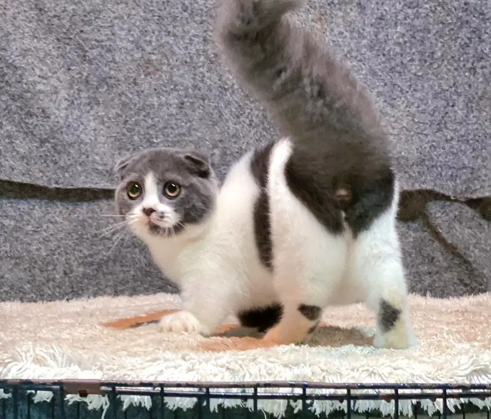 Munchkin gaelic fold betina