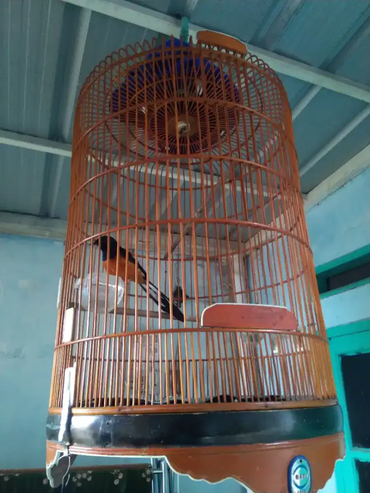 MH ternakkan no minus fs