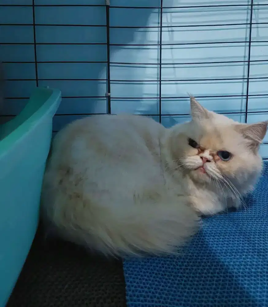 Dijual Cepat! Himalaya red point flatnose birahi