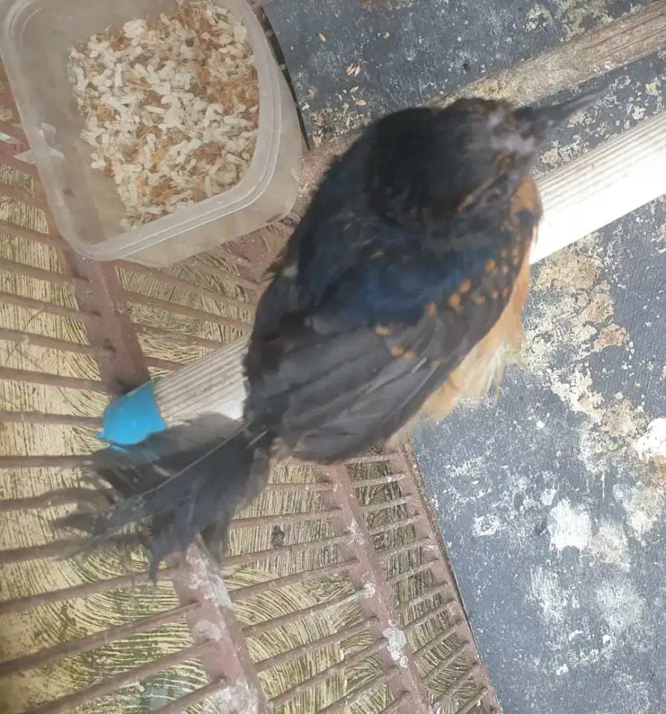 Murai medan trotolan jantan bondol