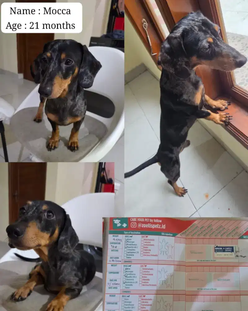 Anjing Tekel Dachschund