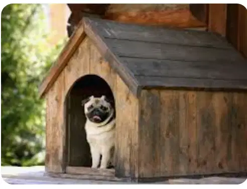 Di cari Kennel staff