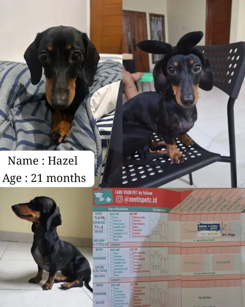 Anjing Dachsund Tekel