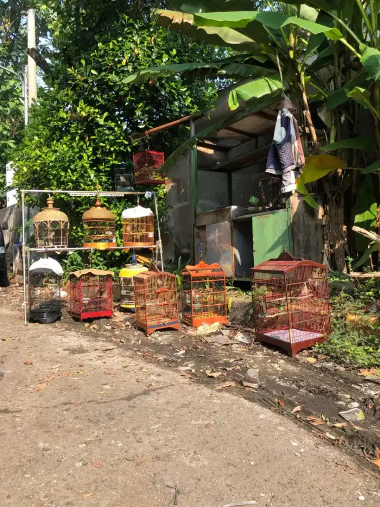 Burung Perkutut Manggung Mocca Jambul /Krosing /Bangkok Cetrekan