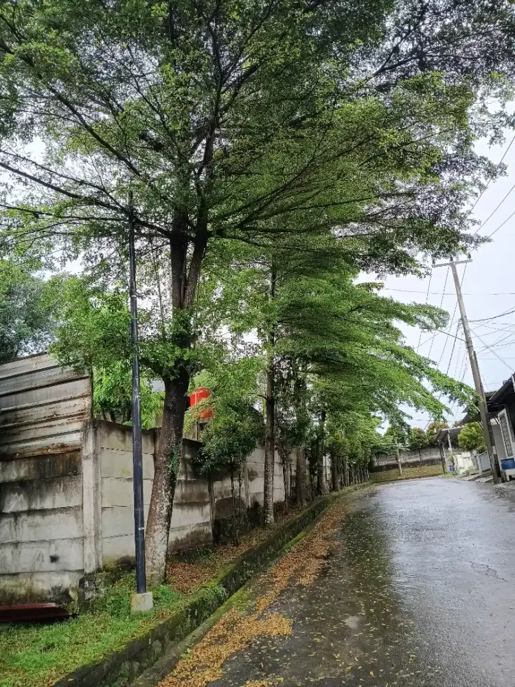 Jual kurang lebih 10 pohon