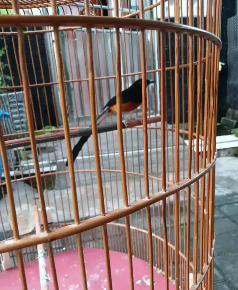 Murai batu medan pe24cm pastol masih dokor