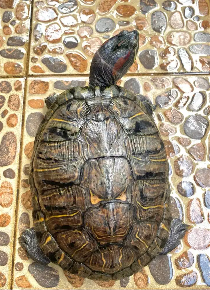 Kura - Kura Brazil Deawasa 2 Ekor