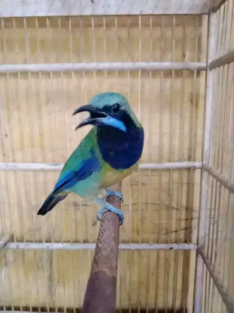 Sungko pala abu mulus gacor