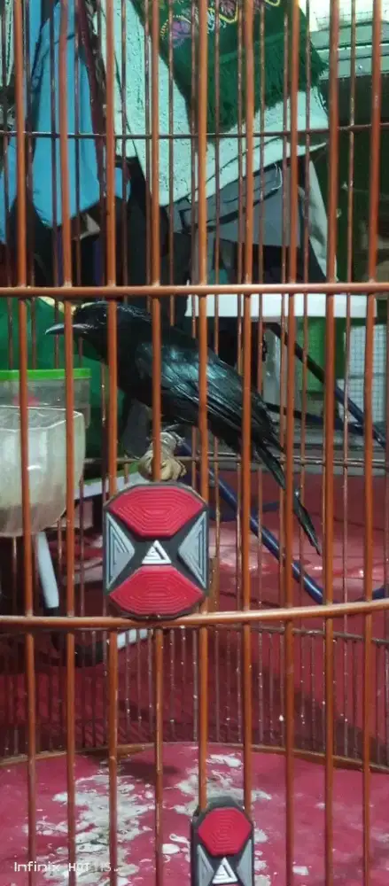 Srikantil antena jantan