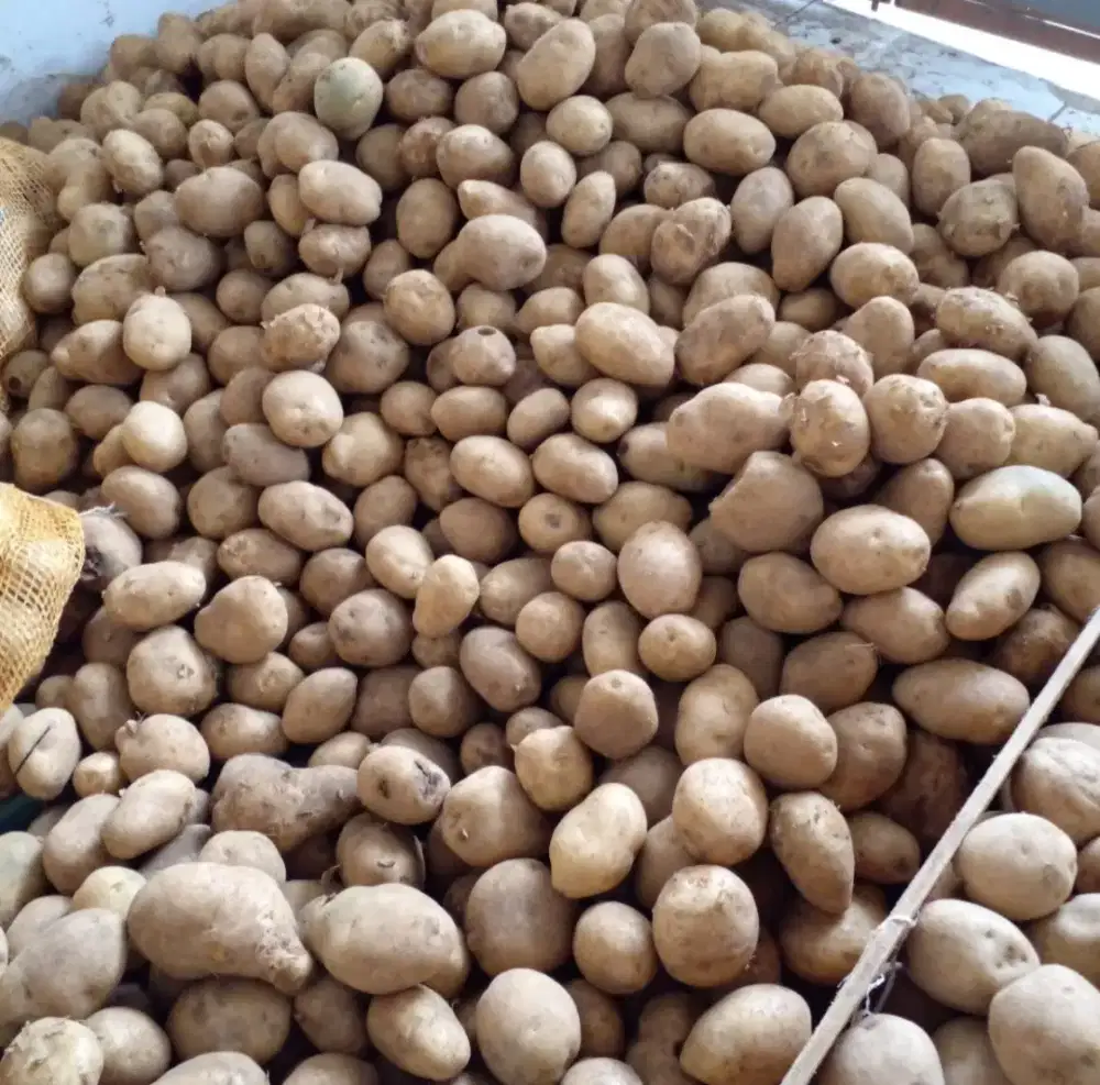 Kentang murah 1 kg 12-15 ribu