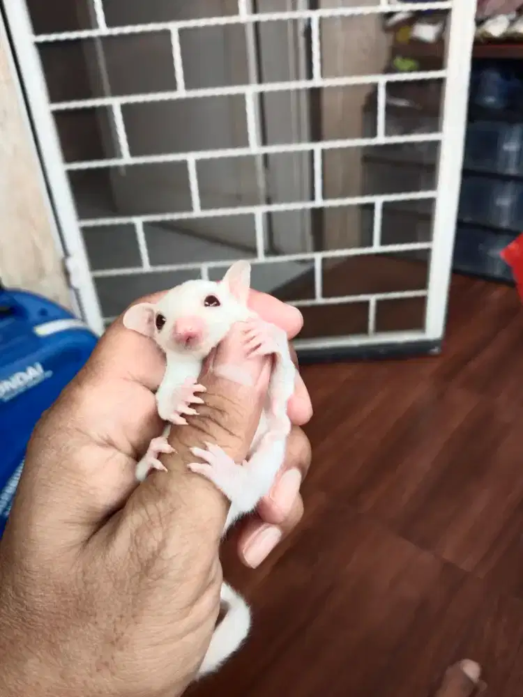 Anakan Sugar Glider JANTAN Albino.