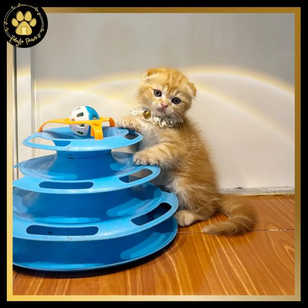 OPEN BOOKING KUCING KITTEN SCOTTISH FOLD JANTAN RED TABBY
