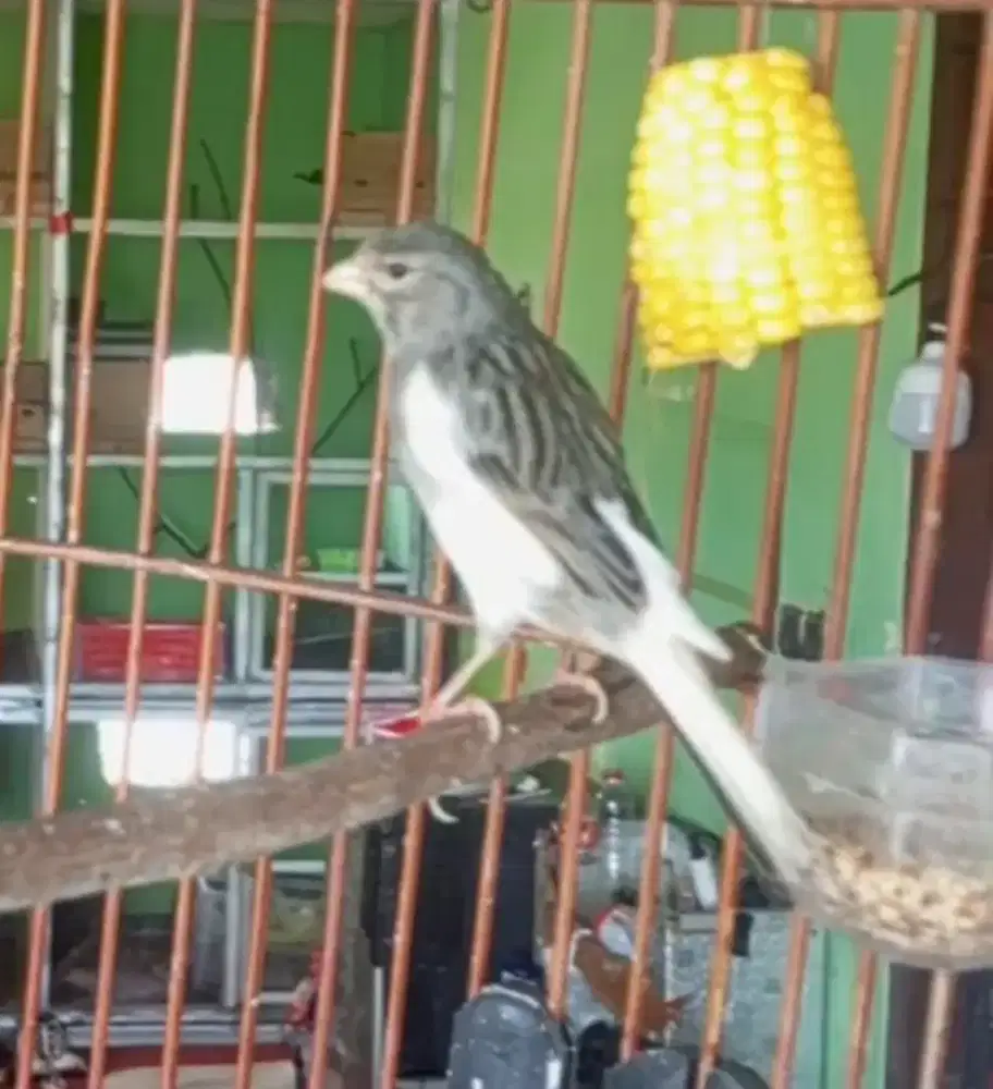 Kenari gacor pagi siang sore malam durasi panjang