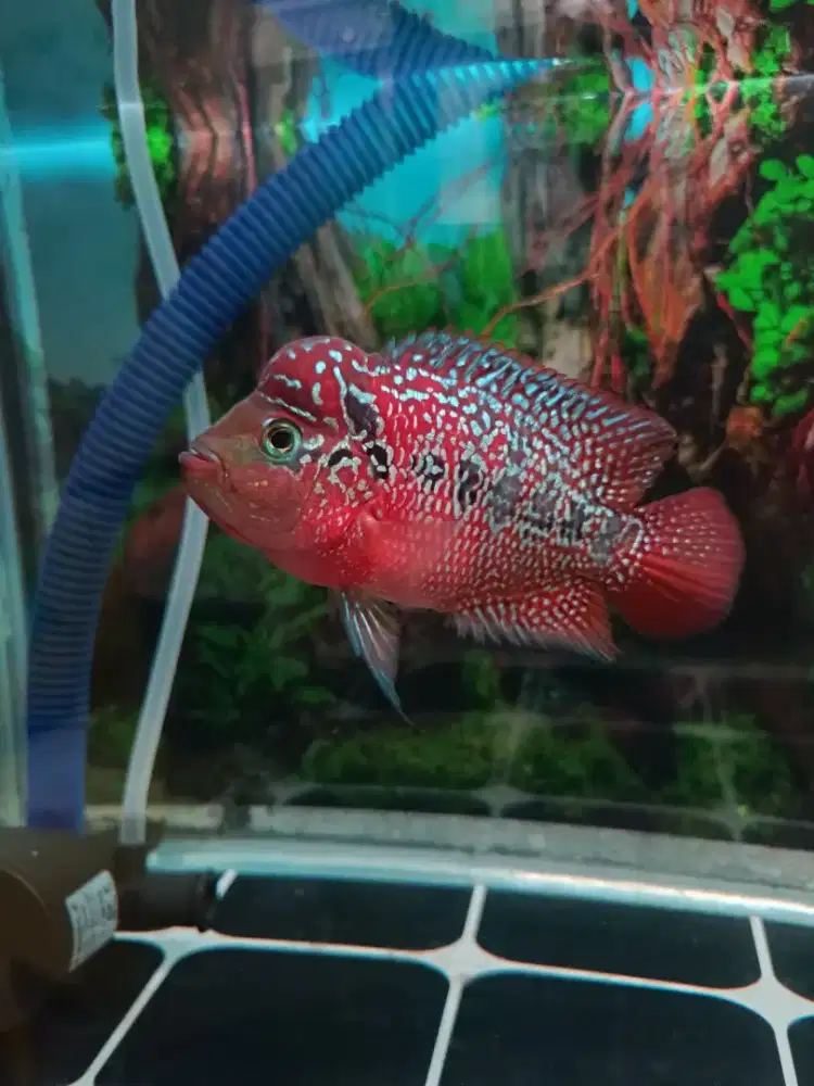 Louhan Kamfa F3 Mata Putih