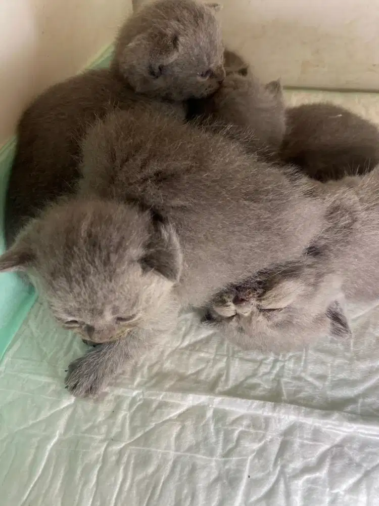 Open adopt kucing Bristih Shorthair BSH